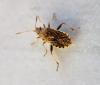 Stictopleurus punctatonervosus